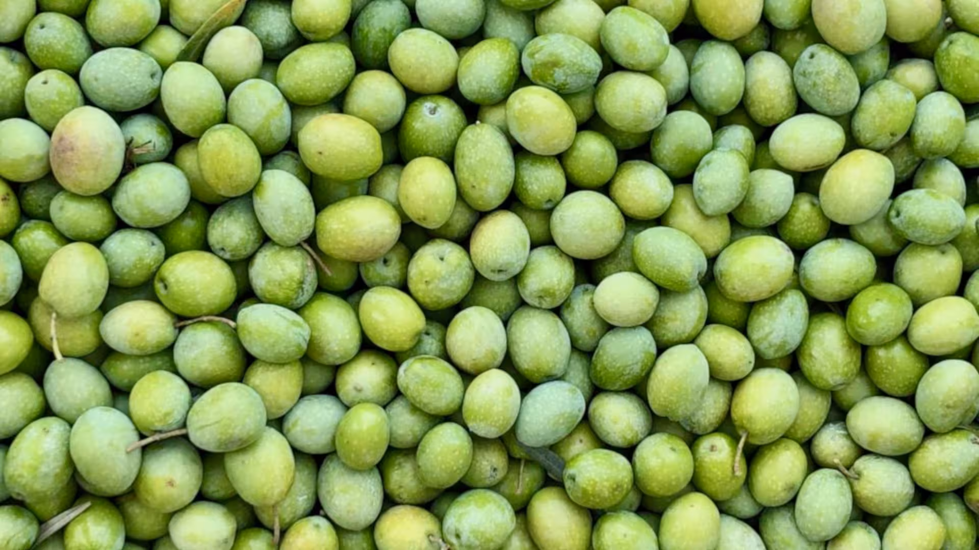 Close-up of vibrant green olives freshly picked, showcasing the rich agricultural heritage of Oristano.