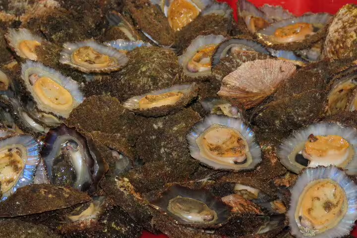 Close-up of fresh limpets at a local farmers market in Funchal, highlighting Madeira's culinary offerings on a 4WD tour.