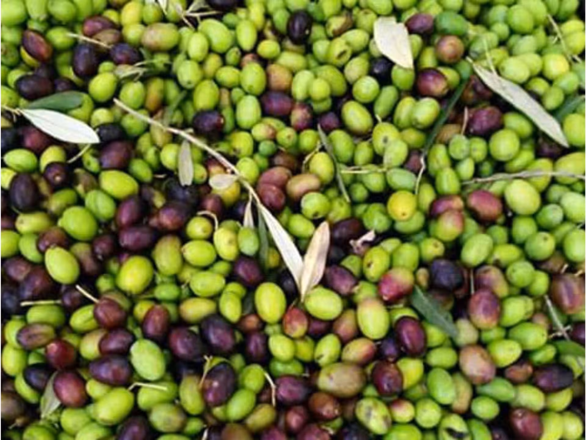 Freshly harvested green and purple olives ready for oil production in Chianciano's olive mill tour.