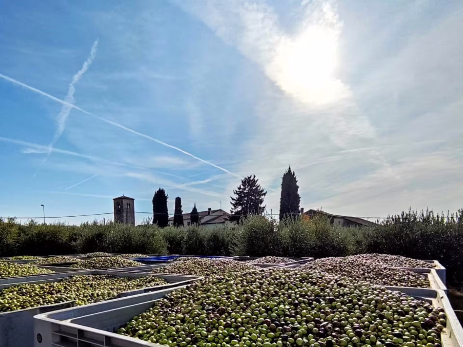 Fresh olives in crates under blue sky at a Verona countryside olive grove, part of olive mill tour and tasting