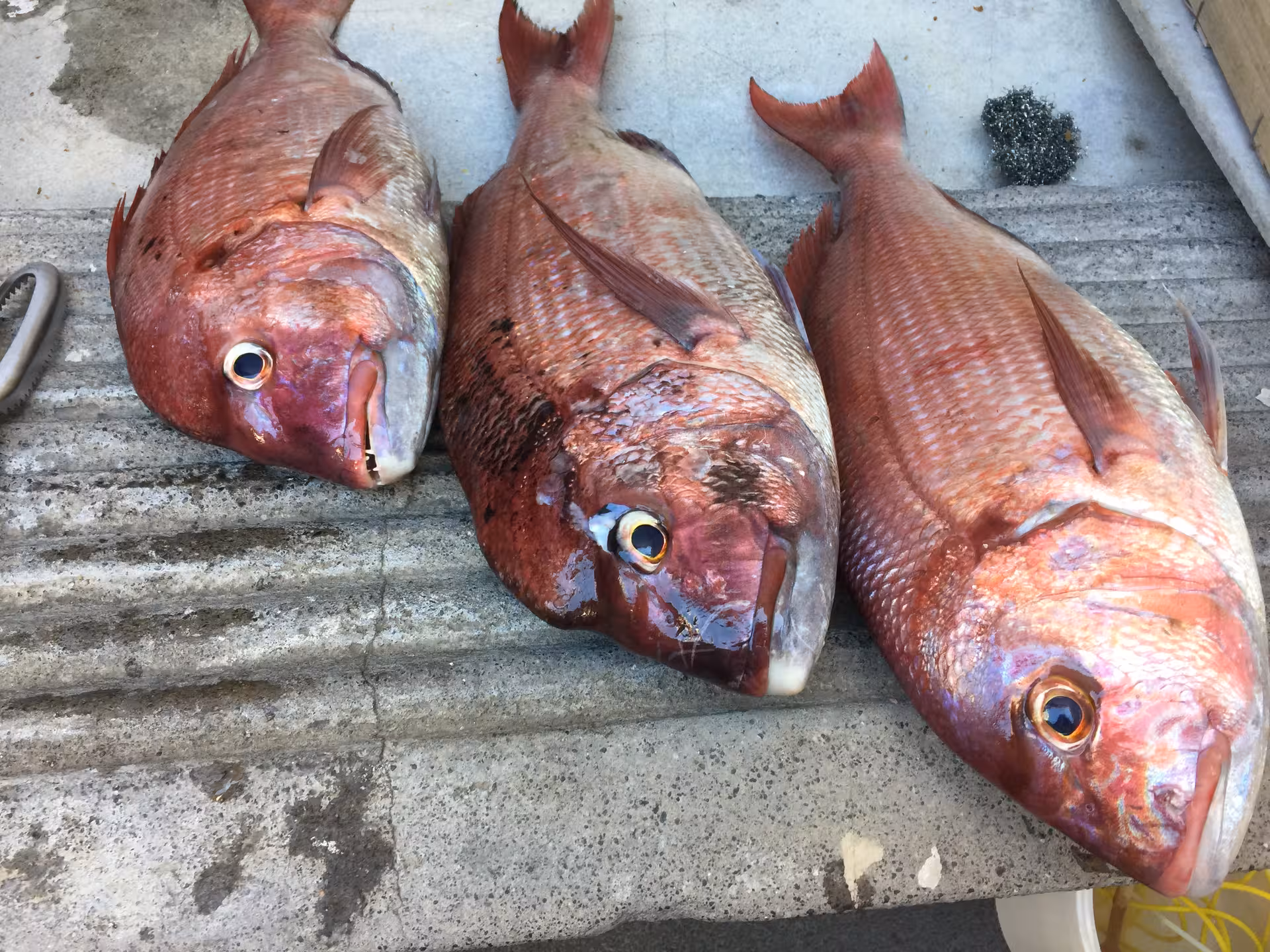 Three freshly caught red snapper laid on a boat deck, showcasing today's catch on a sea fishing tour