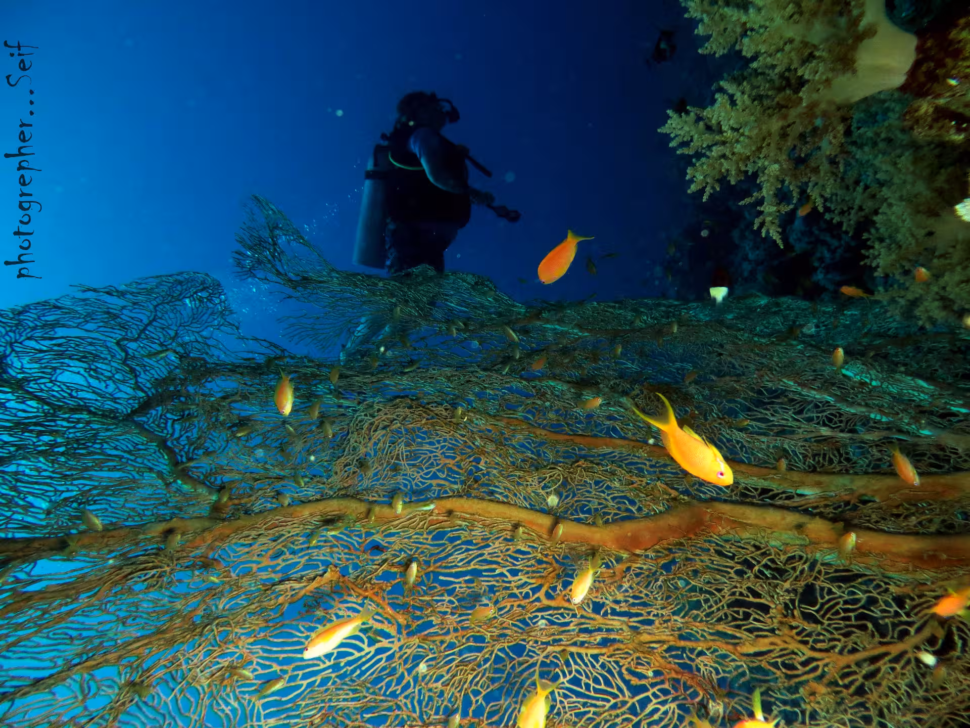 Diver exploring colorful coral formations and tropical fish in Fujairah, highlighting the beauty of underwater adventures.