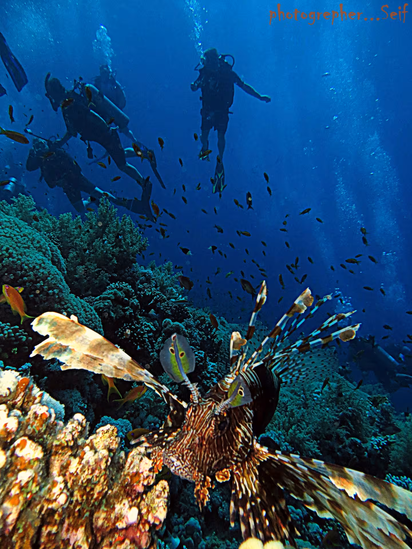 Group of divers exploring vibrant coral reefs with lionfish in Fujairah, a top destination for scuba diving tours.