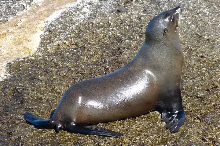 Close-up of a sleek fur seal basking on sunlit rocks during the Cape Peninsula Tour from Cape Town.