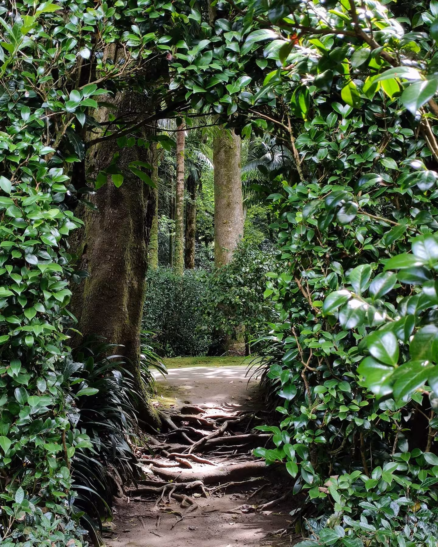Shaded forest trail framed by lush green foliage in Furnas, São Miguel, inviting hikers into Azores nature