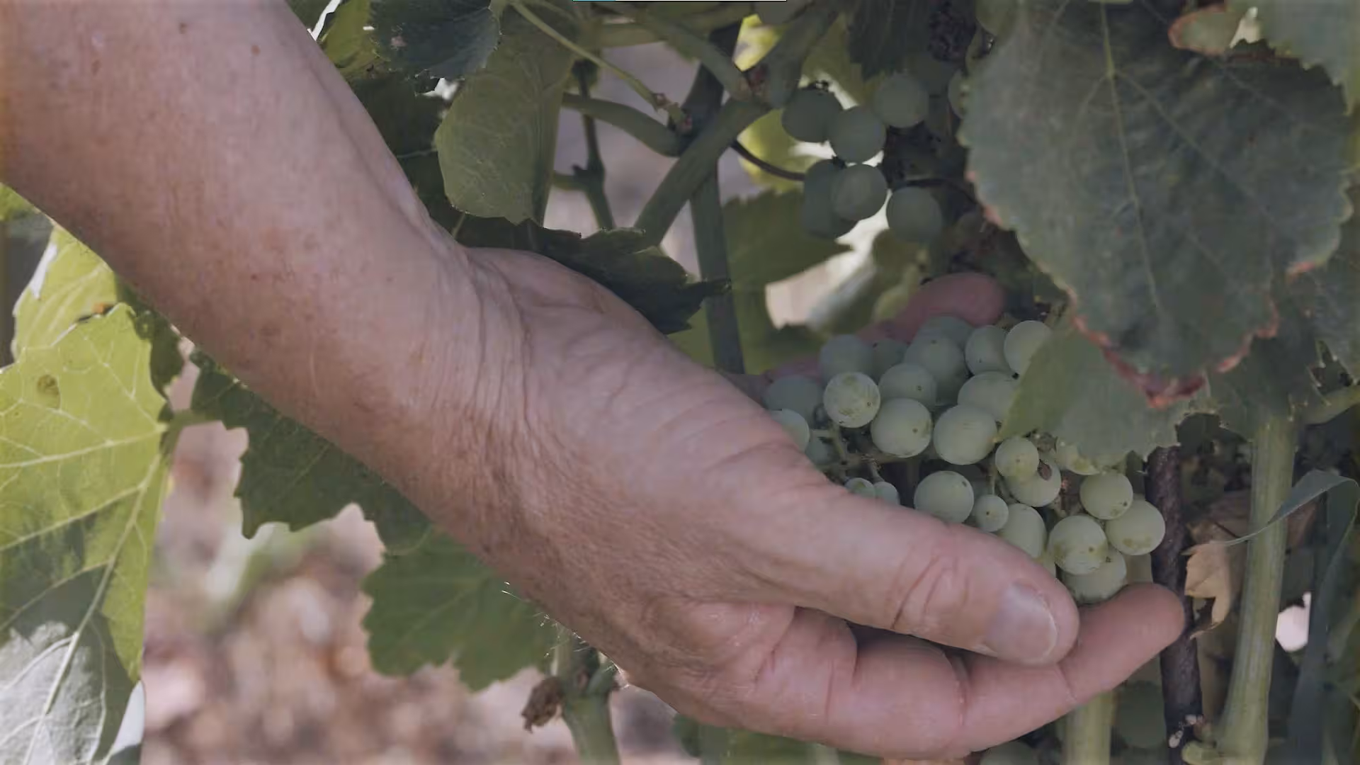 Hand inspecting green grapes at a Gallura vineyard in Olbia, highlighting the rich winemaking tradition.