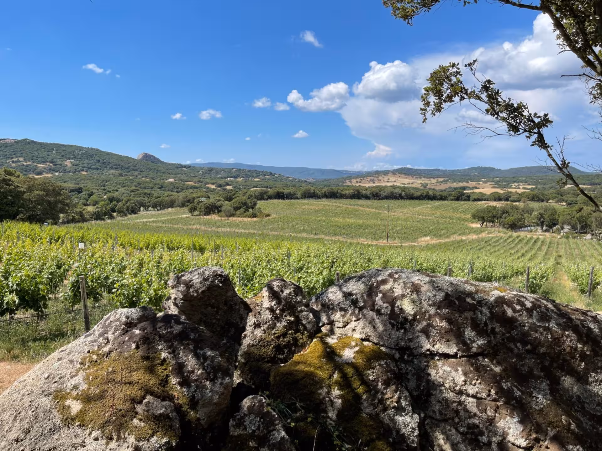 Expansive view of Gallura vineyards under a clear blue sky, showcasing Olbia's picturesque wine region.