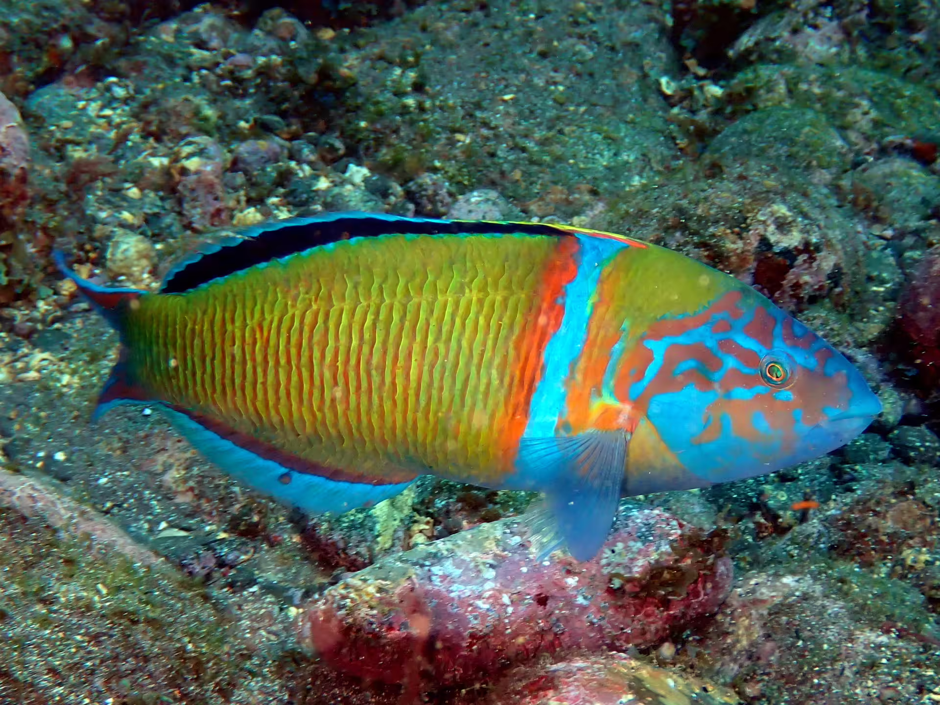 Vibrant parrotfish swimming over rocky seabed in Garajau Marine Reserve, showcasing colorful marine life for dive tours.