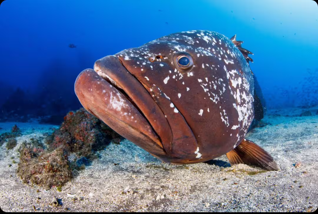 Close-up of a large, speckled fish on the seabed in Garajau Marine Reserve, ideal for a thrilling single dive experience.