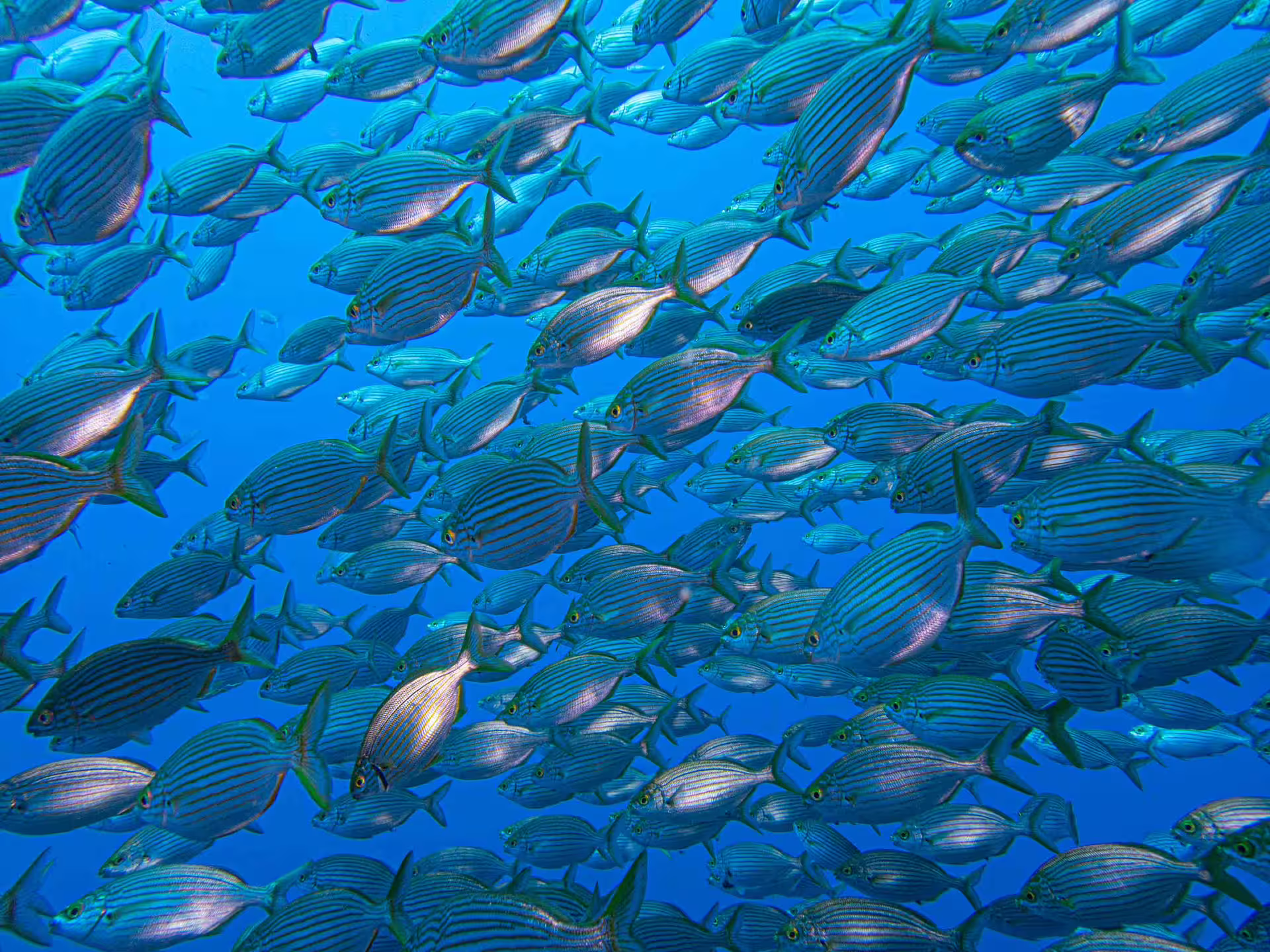 A vibrant school of striped fish swimming in the clear blue waters of Garajau Marine Reserve, perfect for a diving adventure.