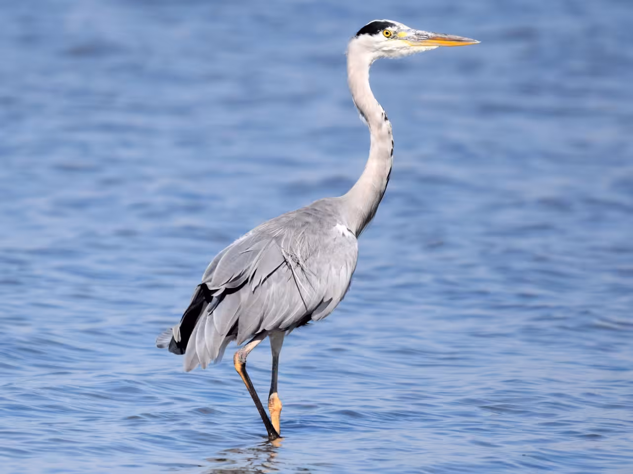 Grey heron wading in the blue waters of Ria Formosa natural park on a scenic wildlife catamaran boat trip