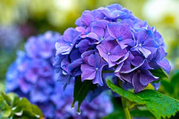 Close-up of purple hydrangea blooms in Gardens by the Bay Flower Dome, Singapore admission e-ticket