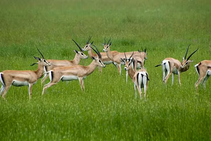 A herd of gazelles grazing on the lush green plains of Mikumi National Park, spotted during a full-day safari tour.