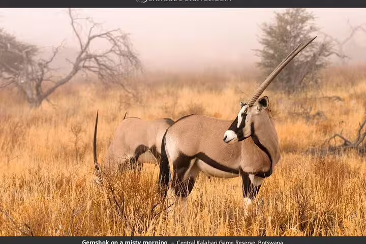 Gemsbok antelopes standing in misty grasslands, showcasing wildlife on a safari in Africa.