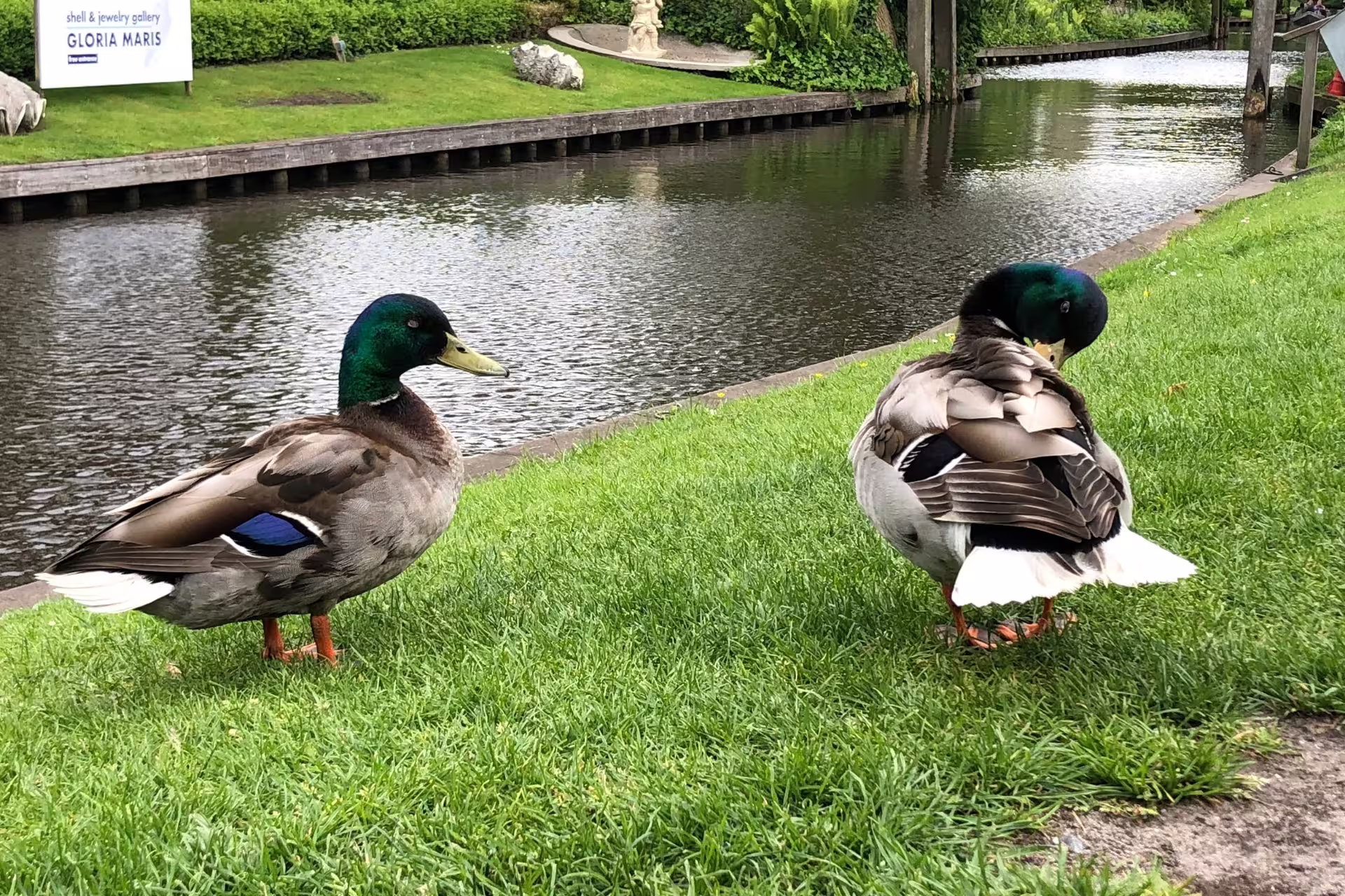 Mallard ducks by a quiet Giethoorn canal, a scenic stop on the Amsterdam Keukenhof and Giethoorn tour