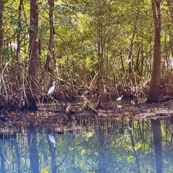 Explore Gigóia Island's lush mangroves on a walking tour, spotting egrets in Rio's Pantanal for an unforgettable adventure.
