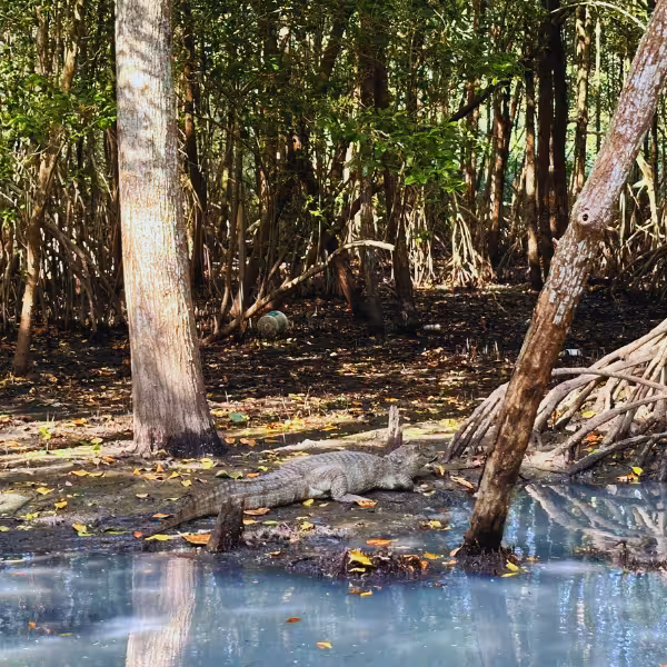 Discover a resting caiman in Gigóia Island's serene mangrove forest on this immersive Rio's Pantanal private tour.