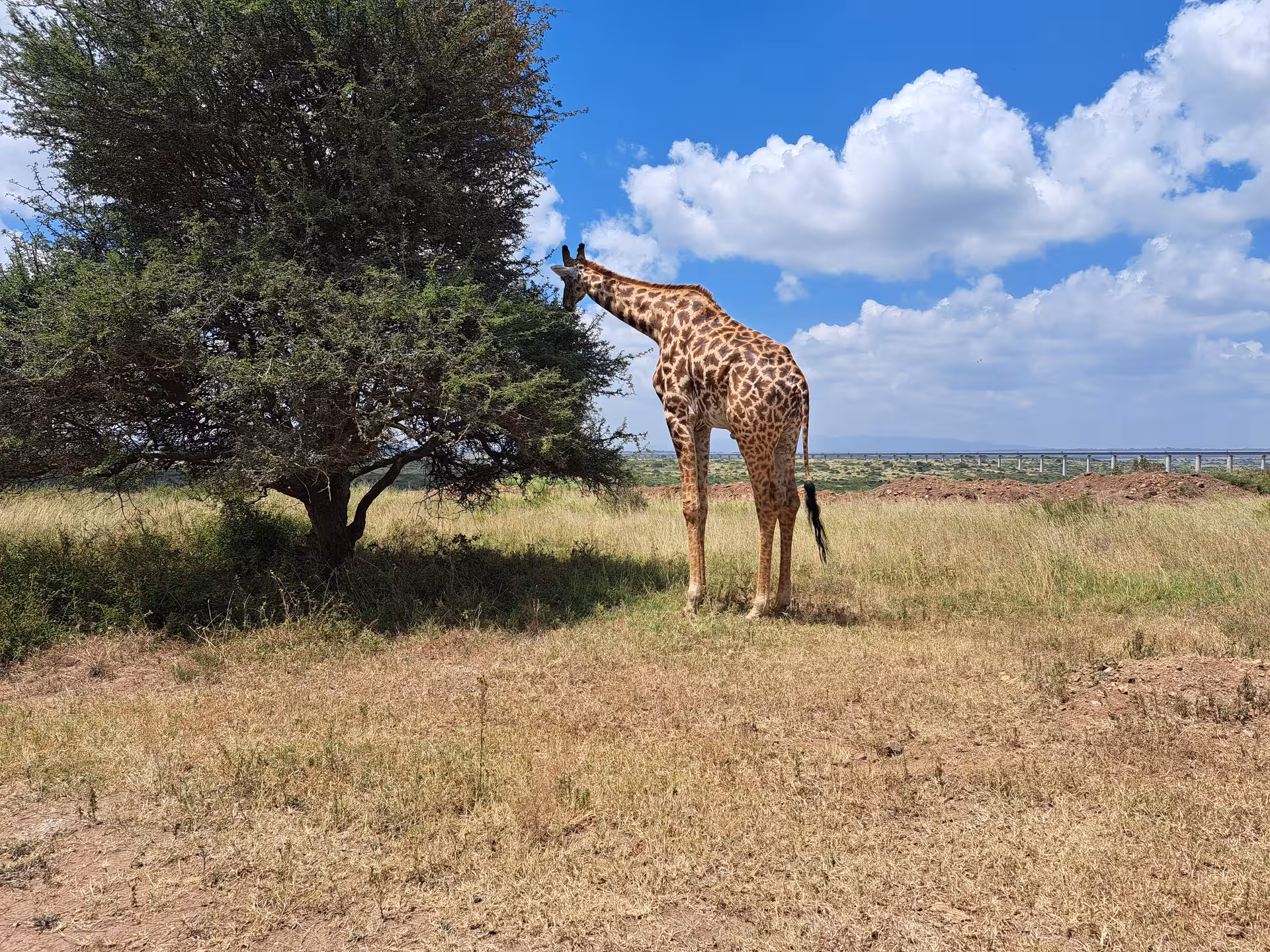 Giraffe grazing on an acacia tree under a clear blue sky, showcasing the wildlife of the Great Rift Valley safari.