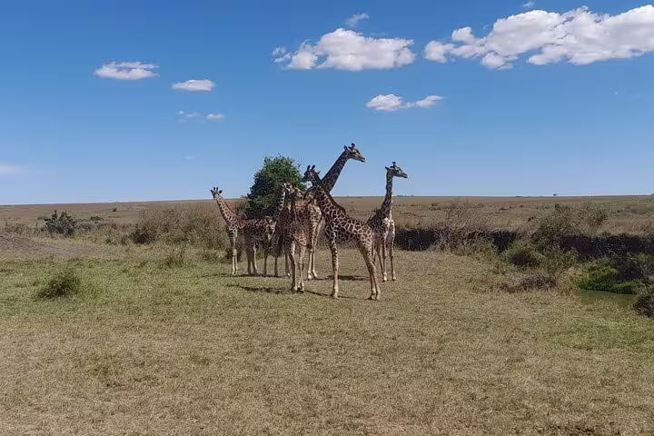 Group of giraffes on the vast plains of Amboseli National Park, a highlight of the 3-day safari from Nairobi.