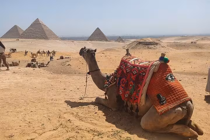 Camel resting on the Giza Plateau with the Pyramids of Giza in view, classic Cairo desert safari tour stop