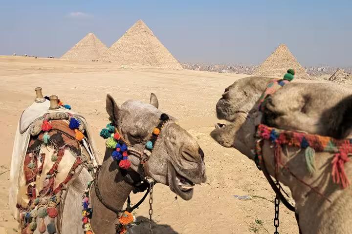 Decorated camels in Giza Desert with the Great Pyramids backdrop, Saqqara & Giza pyramids tour camel ride