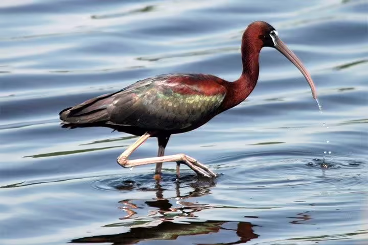 Glossy ibis wading in calm water at Fayoum, Egypt, close-up wildlife highlight on full-day bird watching tour