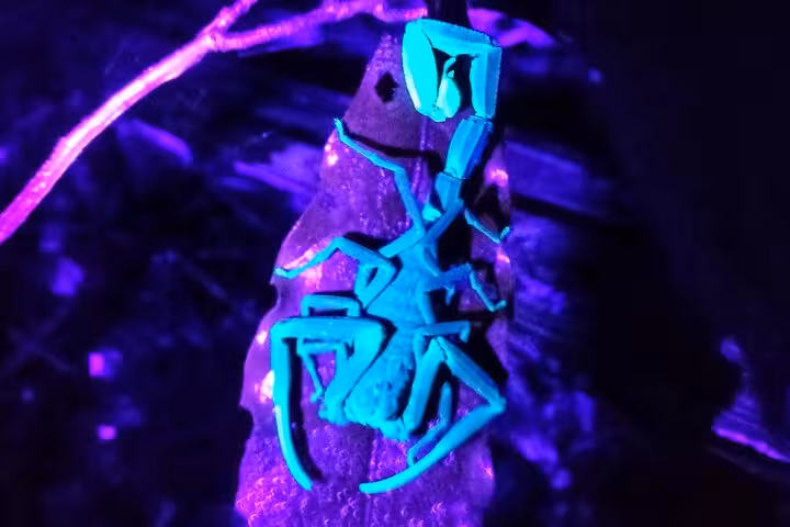 Glowing scorpion under UV light in Manuel Antonio Jungle Night Tour, showcasing vibrant nocturnal wildlife.