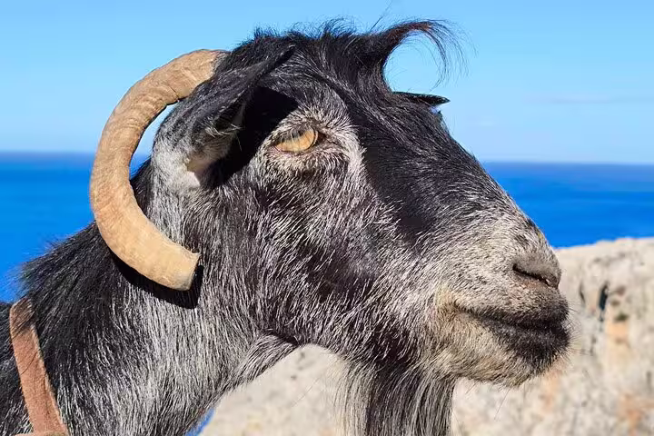 Close-up of a goat with curved horns against the backdrop of a blue sea at Marathi beach.