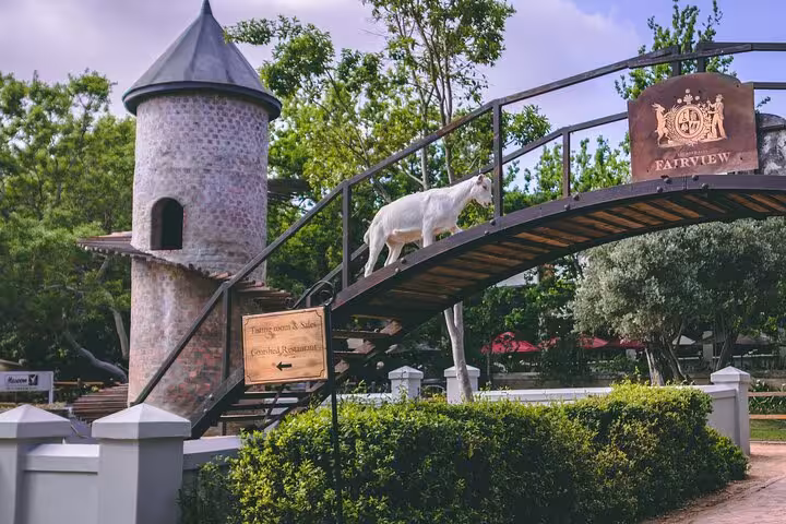 A goat crossing a scenic bridge at Fairview Wine Estate, showcasing the charming and picturesque sights of the Cape Winelands tour.
