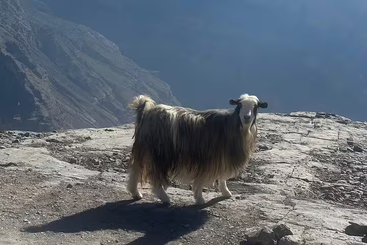 Majestic goat with long fur stands on rocky edge of Jabal Al Akhdar, Oman, with breathtaking mountainous backdrop.