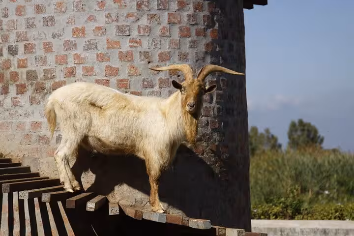 A majestic goat stands on stone steps against a rustic brick tower, showcasing rural charm near Cape Town wine country.