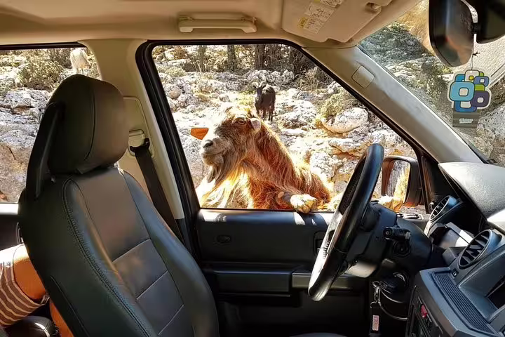 Curious goat peeks into a safari vehicle window during an adventurous Zeus & Lassithi Plateau tour in Crete.