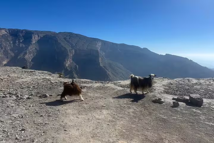 Pair of goats explore the rocky landscape of Jabal Al Akhdar, Oman, with stunning mountain views in the background.