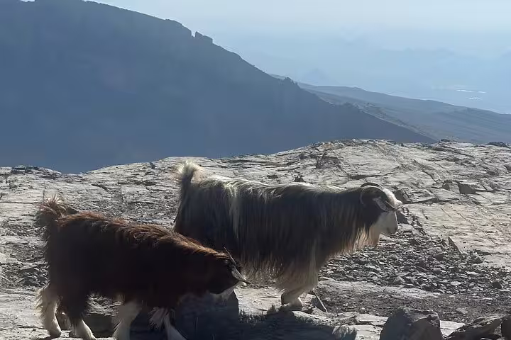 Two goats with thick coats traverse the rugged terrain of Jabal Al Akhdar, Oman, under a clear blue sky.