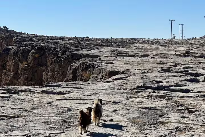 Two goats walking across the rocky plateau of Jabal Al Akhdar with clear skies and distant power lines in Oman.