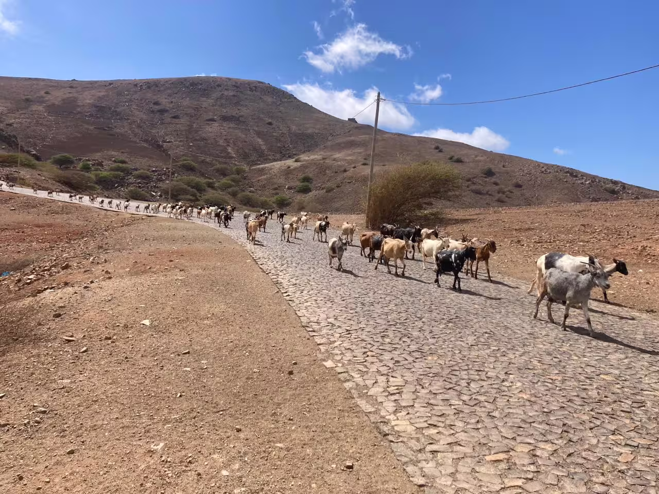 Herd of goats walking along a cobblestone path in the scenic hills of Monte Verde, São Vicente, under a clear blue sky.
