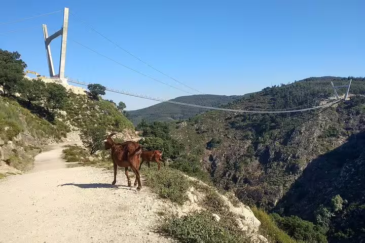 Goats standing on a scenic trail with a view of the Arouca Suspension Bridge and lush hills on the Paiva Walkways tour.