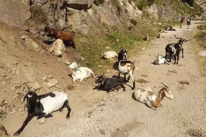 Goats resting on a scenic path along the Paiva Walkways, part of the Aveiro and suspension bridge tour from Porto.