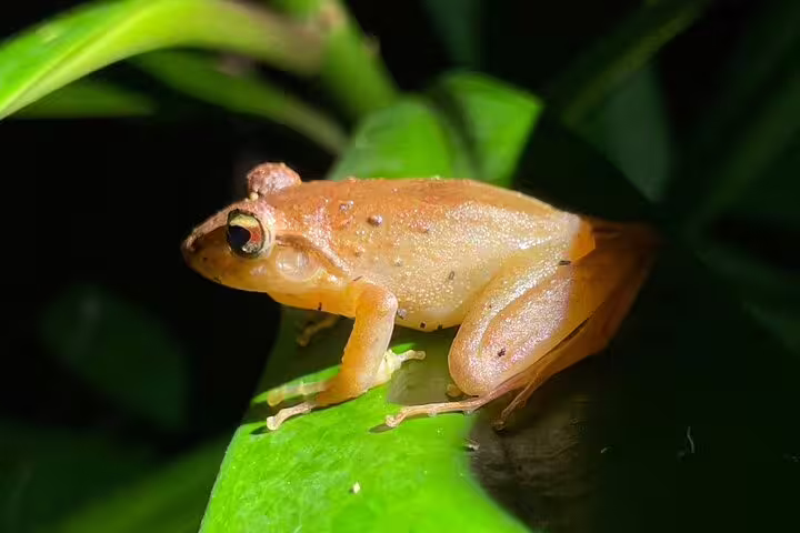 Golden frog perched on a leaf in the lush Curi-Cancha Reserve, showcasing Costa Rica's diverse wildlife.