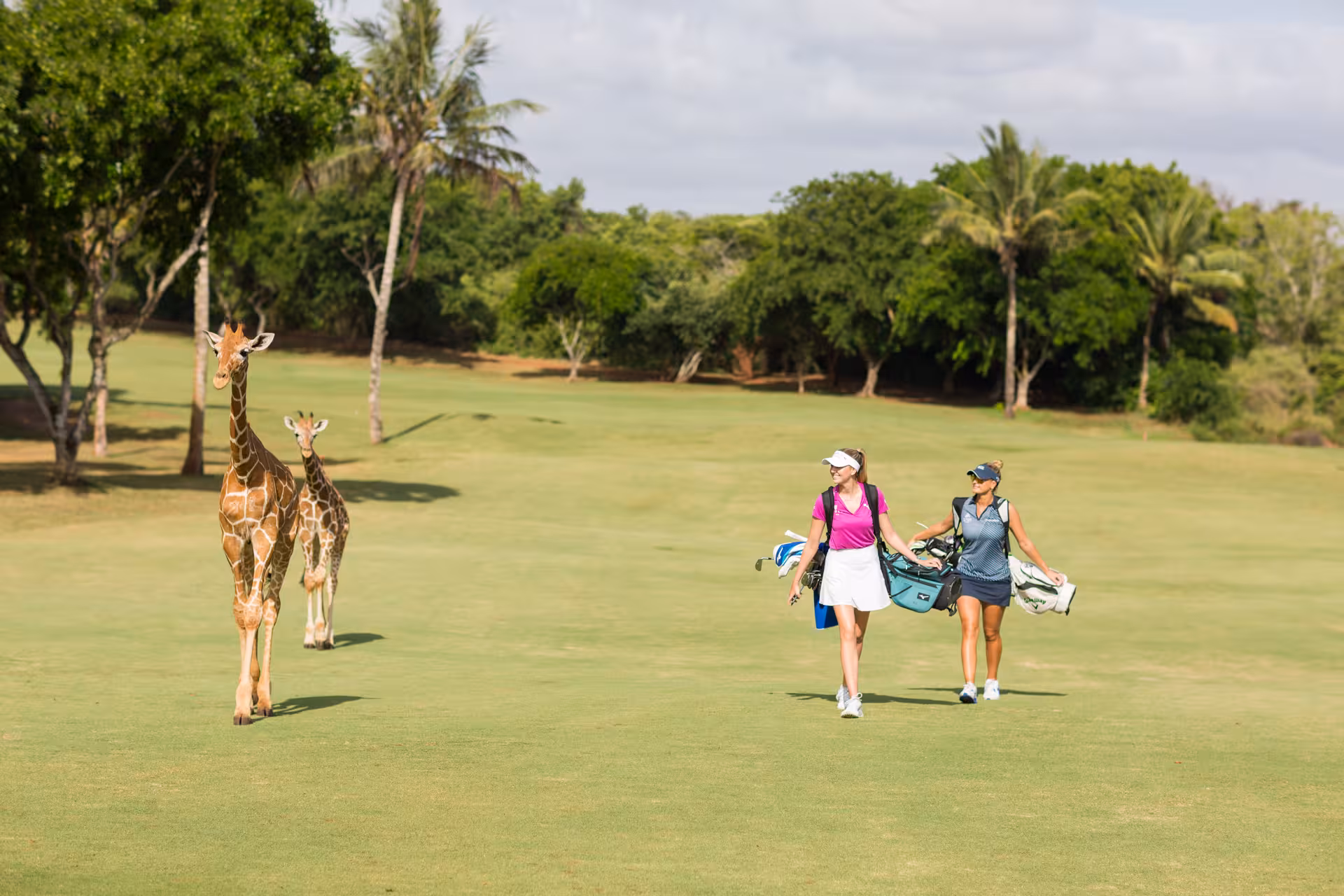 Golfers walk alongside giraffes on a lush green course, blending safari adventure with golfing excitement.