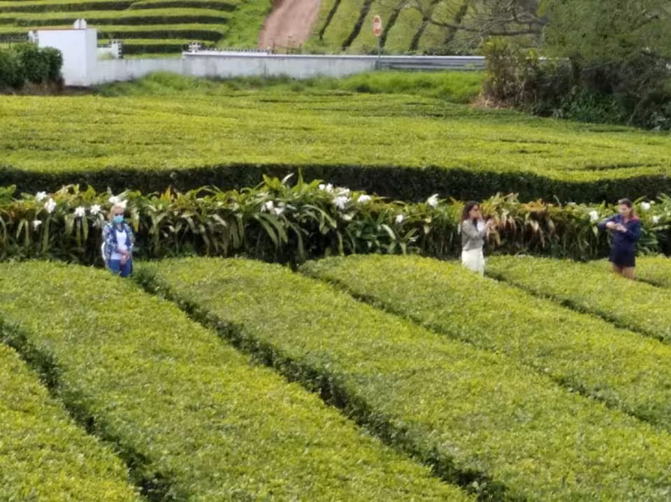 Visitors walking through Gorreana Tea Plantation fields on São Miguel during van lake tour to Furnas full day