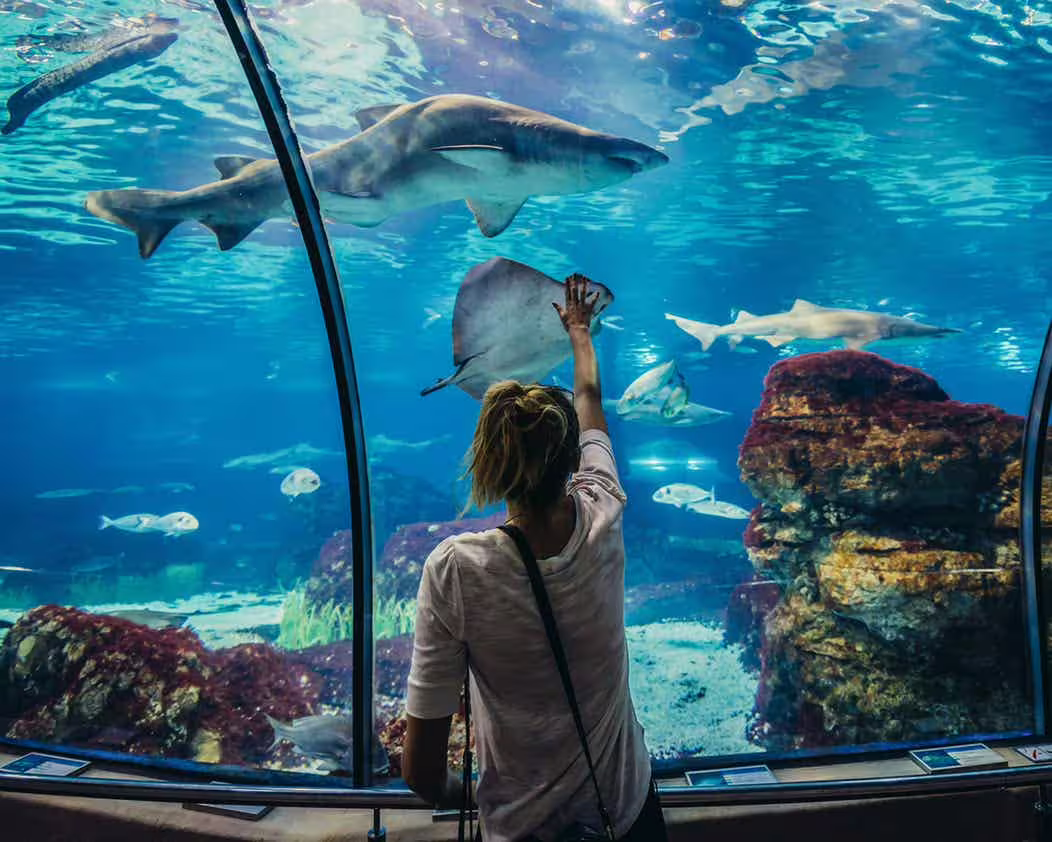 Visitor watches sharks and rays in the Grand Aquarium Hurghada underwater tunnel, Red Sea marine life