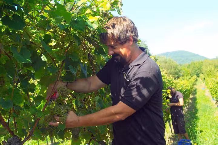 Man harvesting grapes in a lush vineyard near Santander during a full-day gastronomy tour.