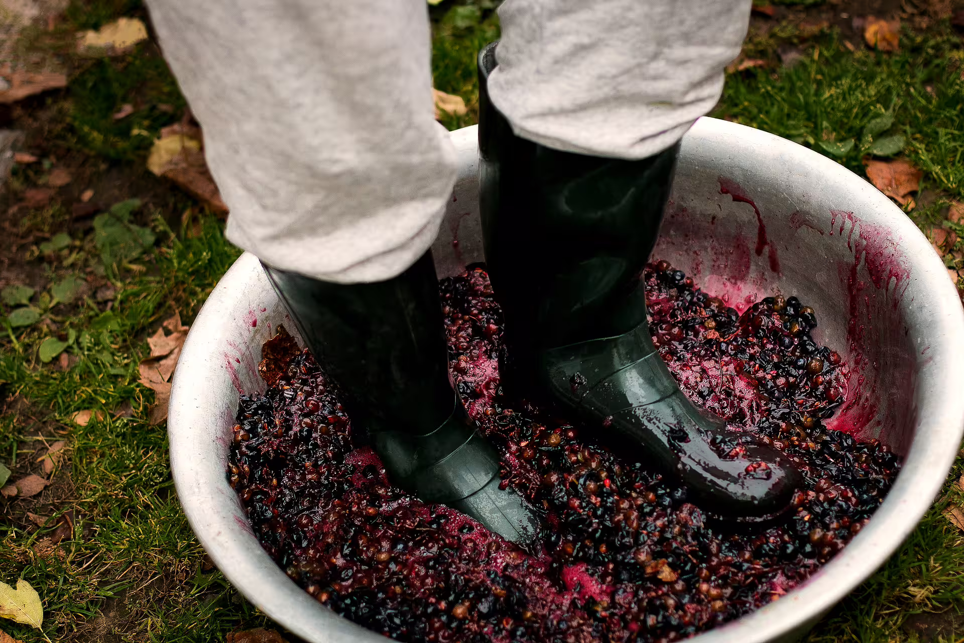 Grape stomping in a tub with rubber boots, hands-on harvest wine tour activity at a local winery