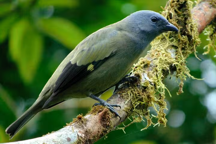 Close-up of a gray and green bird perched on a moss-covered branch, ideal for bird watching on Tenorio safari tours.