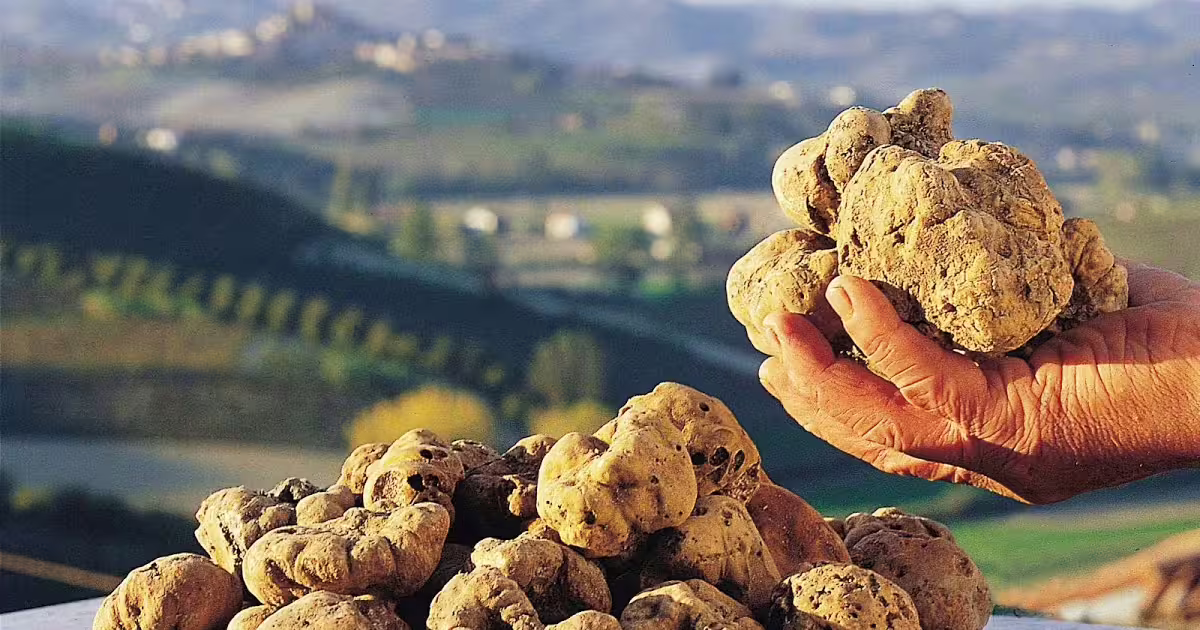 Hand holding fresh white truffles above countryside landscape on Great Lakes Tour, strong flavors self drive gourmet route