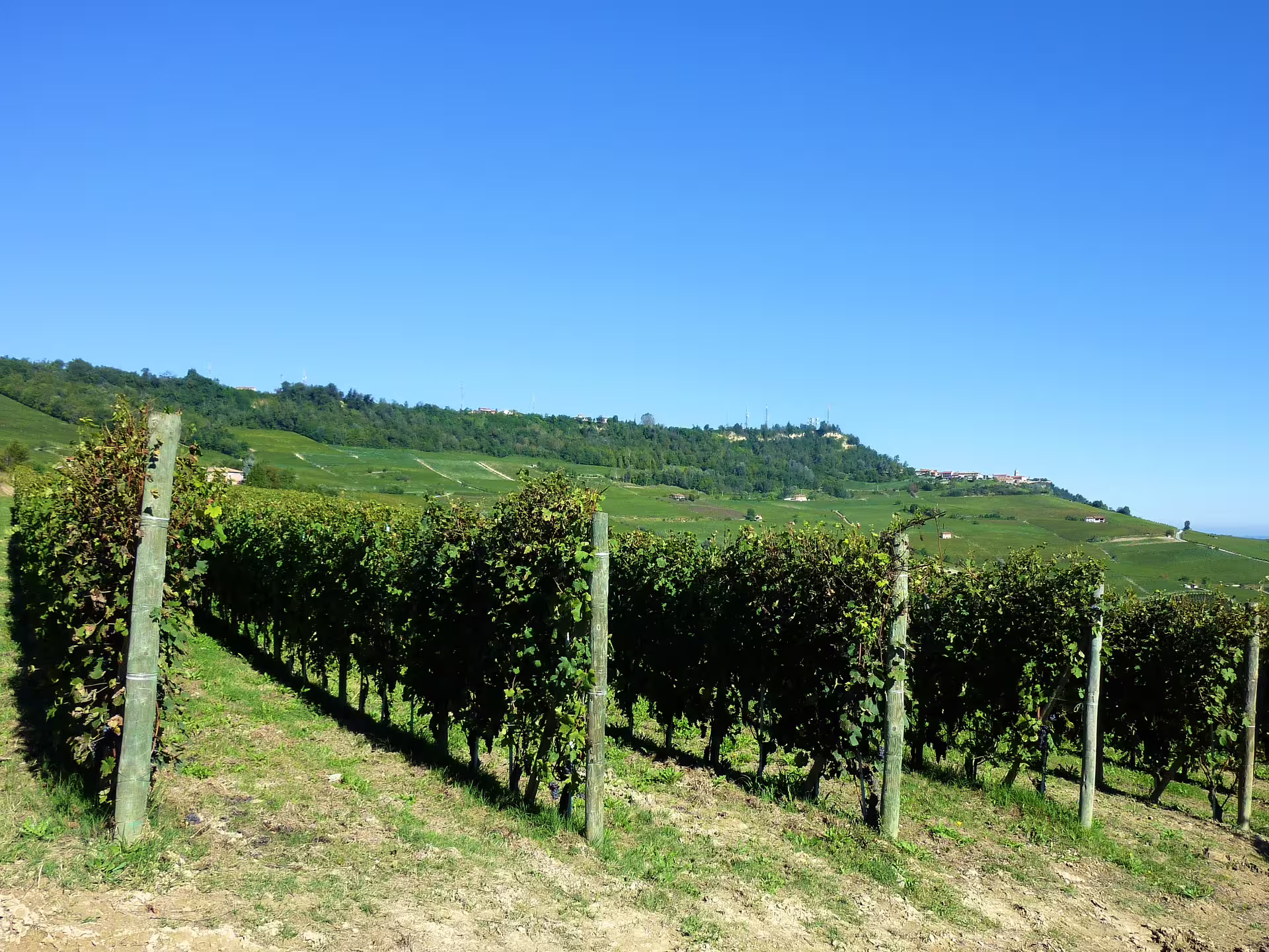 Sunlit vineyard rows on rolling green hills under clear blue sky on Great Lakes Tour, 8 days self drive wine itinerary