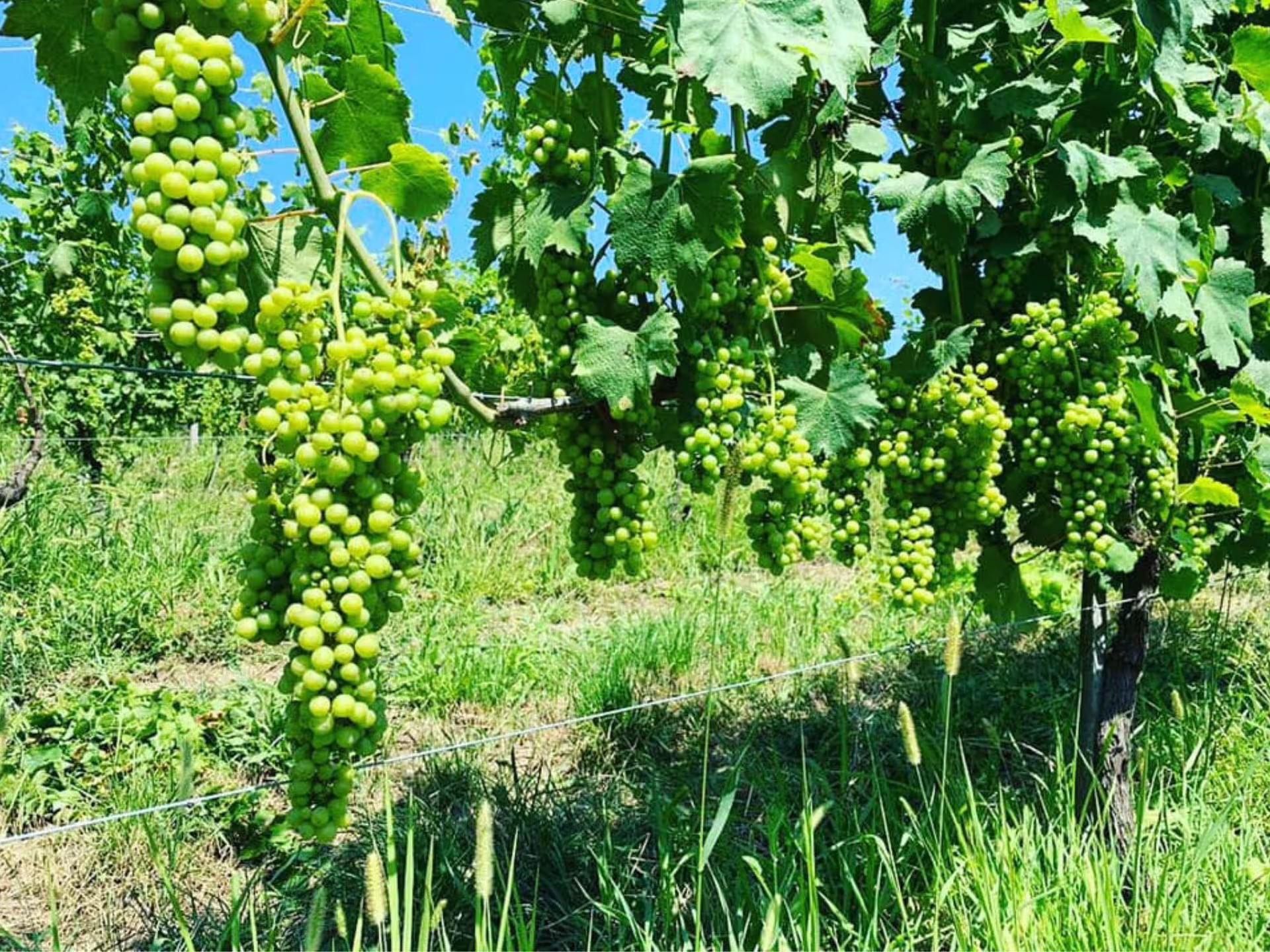 Close-up of ripe green grape bunches on vines in a sunlit vineyard near Asti and Turin.