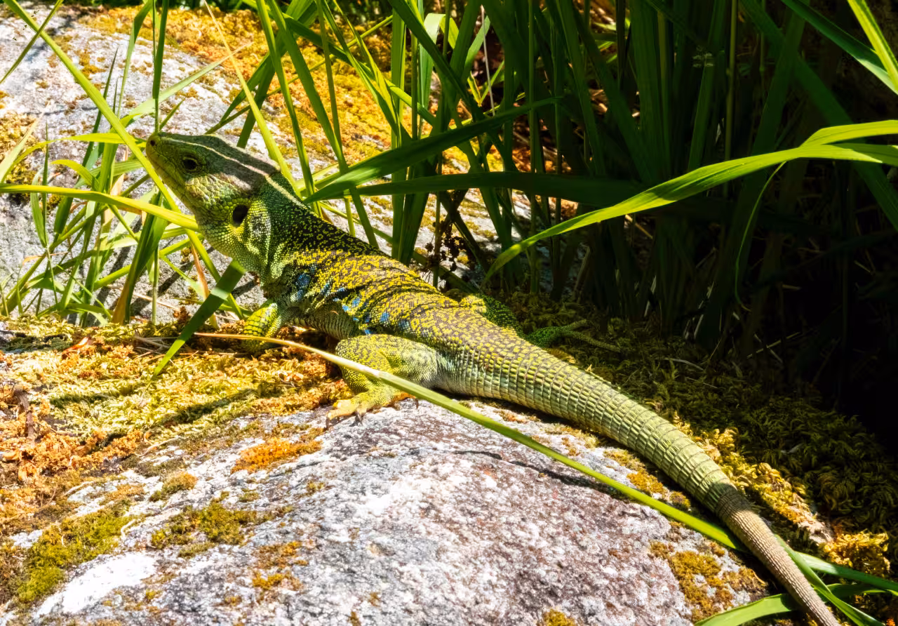 Vibrant green lizard basking on a rock in the natural habitat of Peneda Geres National Park.