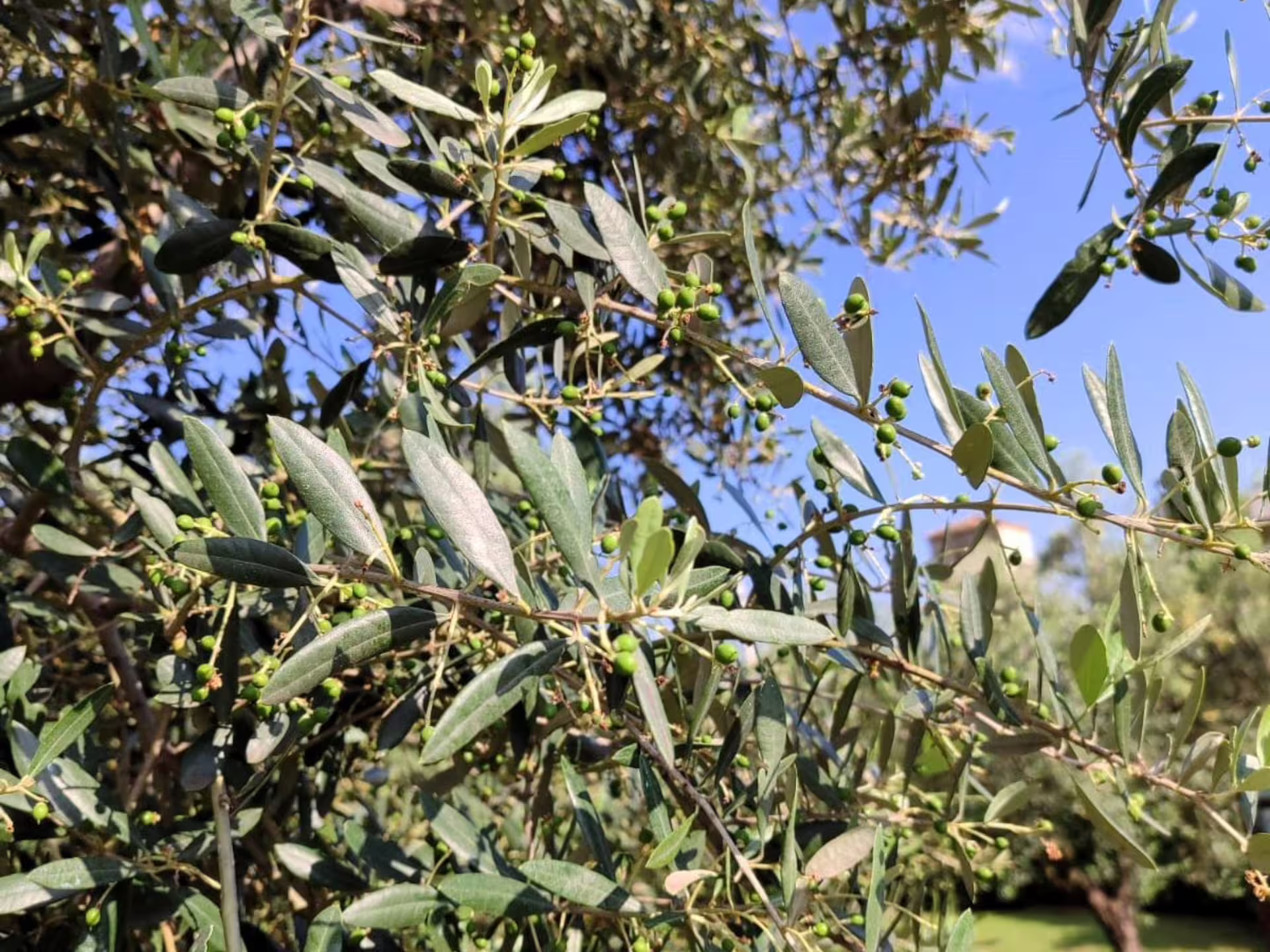 Close-up of green olives on branches in a Verona countryside grove, part of the olive mill tour and tasting